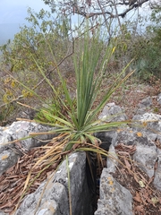 Dasylirion berlandieri