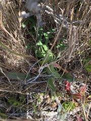Agoseris apargioides
