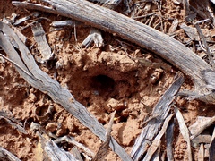 Tachyglossus aculeatus