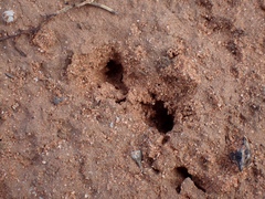Tachyglossus aculeatus