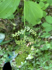 Maianthemum racemosum