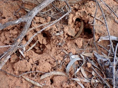 Tachyglossus aculeatus