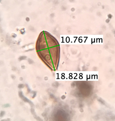Melanogaster ambiguus