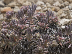 Eriogonum villiflorum