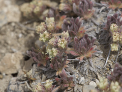 Eriogonum villiflorum