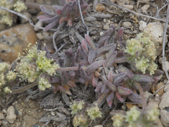 Eriogonum villiflorum