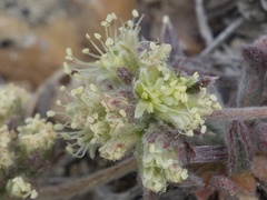 Eriogonum villiflorum