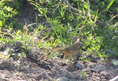 Geothlypis poliocephala