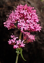 Centranthus ruber