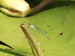 Ischnura posita image