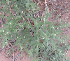 Leuzea repens