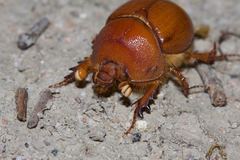 Blackburnium cavicolle