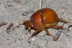 Blackburnium cavicolle