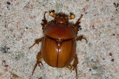 Blackburnium cavicolle
