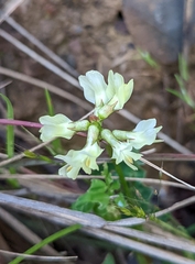 Astragalus accidens