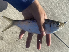 Herklotsichthys castelnaui