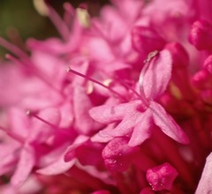 Centranthus ruber