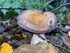 Cortinarius taylorianus
