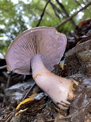 Cortinarius taylorianus