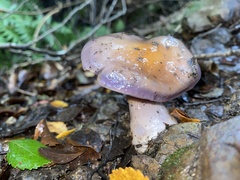 Cortinarius taylorianus