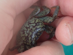 Geograpsus lividus