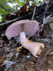 Cortinarius taylorianus