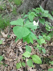Trillium flexipes