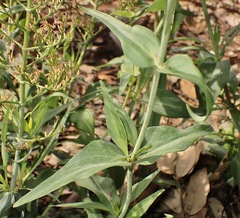 Centranthus ruber