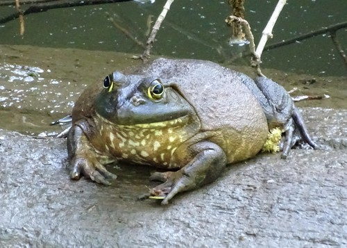 American Bullfrog photographed in Pennsylvania