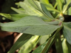 Centranthus ruber