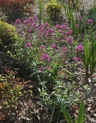 Centranthus ruber