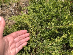 Baccharis pilularis pilularis