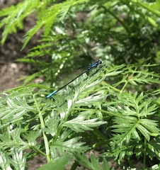 Mesamphiagrion
