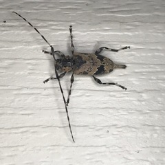 Graphisurus triangulifer