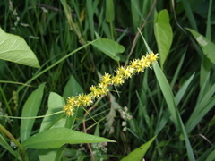 Carex conjuncta