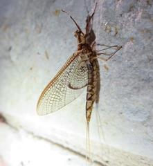 Hexagenia bilineata