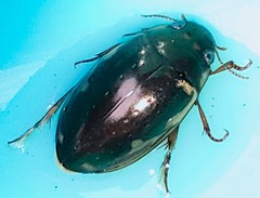 Platambus fimbriatus