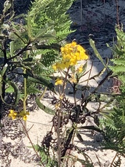 Erysimum teretifolium
