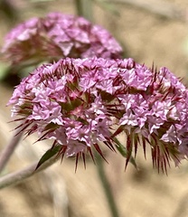 Chorizanthe douglasii