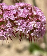 Chorizanthe douglasii