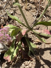 Chorizanthe douglasii