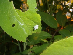 Macremphytus testaceus