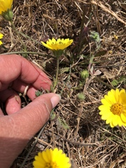 Layia platyglossa