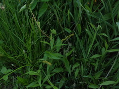 Carex conjuncta
