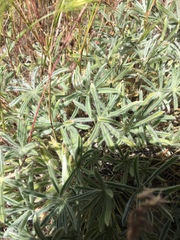 Lupinus brevicaulis