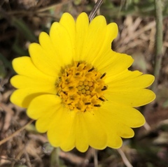 Layia platyglossa