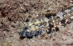 Bathygobius krefftii