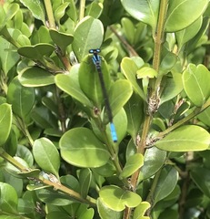 Mesamphiagrion