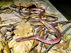 Oreocryptophis porphyraceus