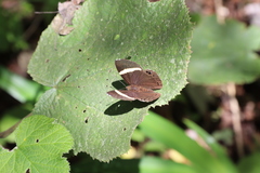 Abisara fylla